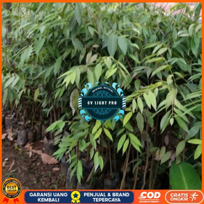 BIBIT POHON NAGASARI LANGKA/ BIBIT KAYU NAGASARI/TANAMAN NAGASARI Bibit Tanaman Super Unggul CV LIGH