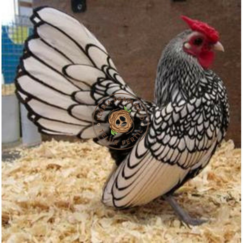 

TELUR AYAM HIAS BATIK ITALY,AYAM BATIK KANADA KURNIA PRATAMA ID