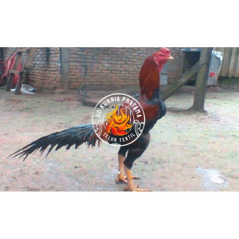 

TELUR AYAM PAKHOY TURUNAN IMPORT UD KURNIA PRATAMA