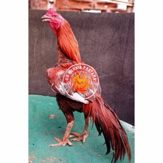 

Telur ayam bangkok super petarung aduan fertil asli UD KURNIA PRATAMA