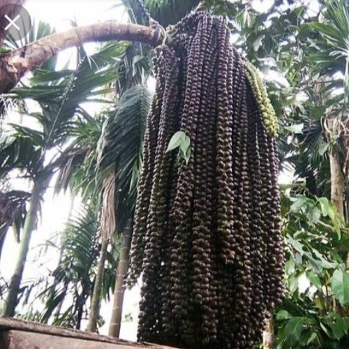 

OHI Bunga Pohon Aren Segar Untuk Lebah I Makanan Lebah I Pakan Lebah