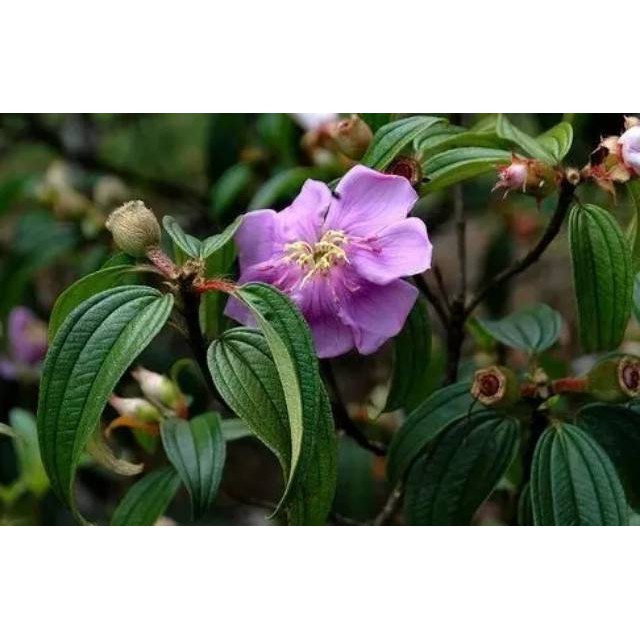 

OHI Daun Senduduk atau Senggani Segar 500 gram Murah