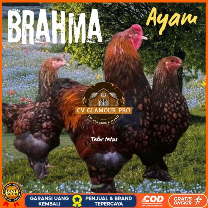 

telur ayam brahma siap tetas original berkualitas CV GLAMOUR PRO