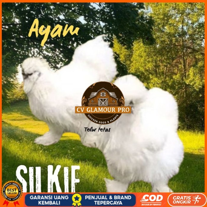 

telur ayam silkie original bisa untuk di tetaskan original berkualitas CV GLAMOUR PRO