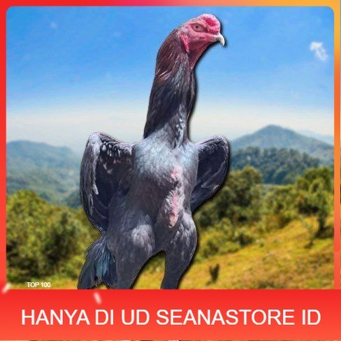 

telur tetas ayam shamo merah UD SEANASTORE ID