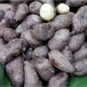

Ubi Kentang Hitam - Cocok Untuk Program Diet 500 Gram
