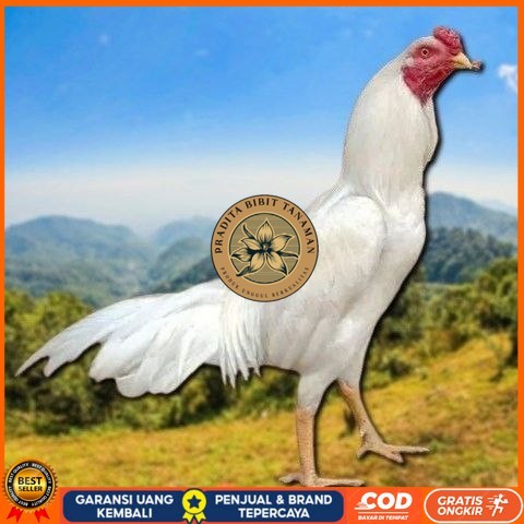 

telur tetas ayam shamo petarung bangkok PRADITA BIBIT TANAMAN