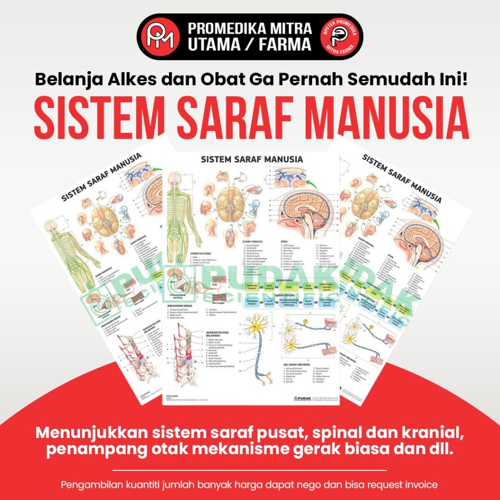 

Carta Sistem Saraf Manusia | untuk memperkenalkan sistem saraf pada manusia