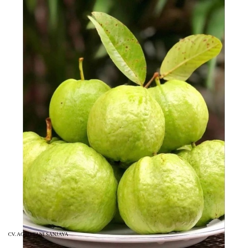 Bibit Jambu Biji Bangkok Thailand Terlaris
