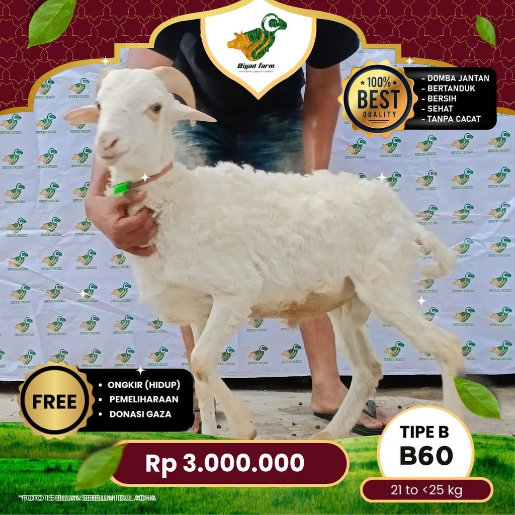 

Domba Qurban Tipe B 60, berat 17 sd 21 Kg