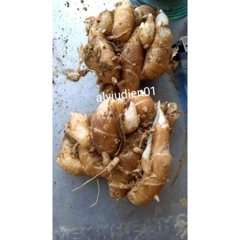 

kencur/cikur bersih isi 500 grm