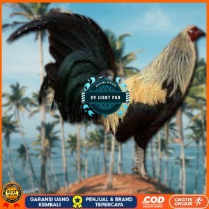 

telur ayam philipin asli AK47 bisa untuk di tetaskan bergaransi CV LIGHT PRO