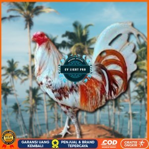 

telur ayam philipin asli AK47 bisa untuk di tetaskan vertil CV LIGHT PRO