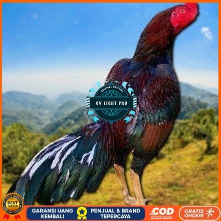 

telur ayam shamo eropa Ori petarung bisa untuk di tetaskan CV LIGHT PRO