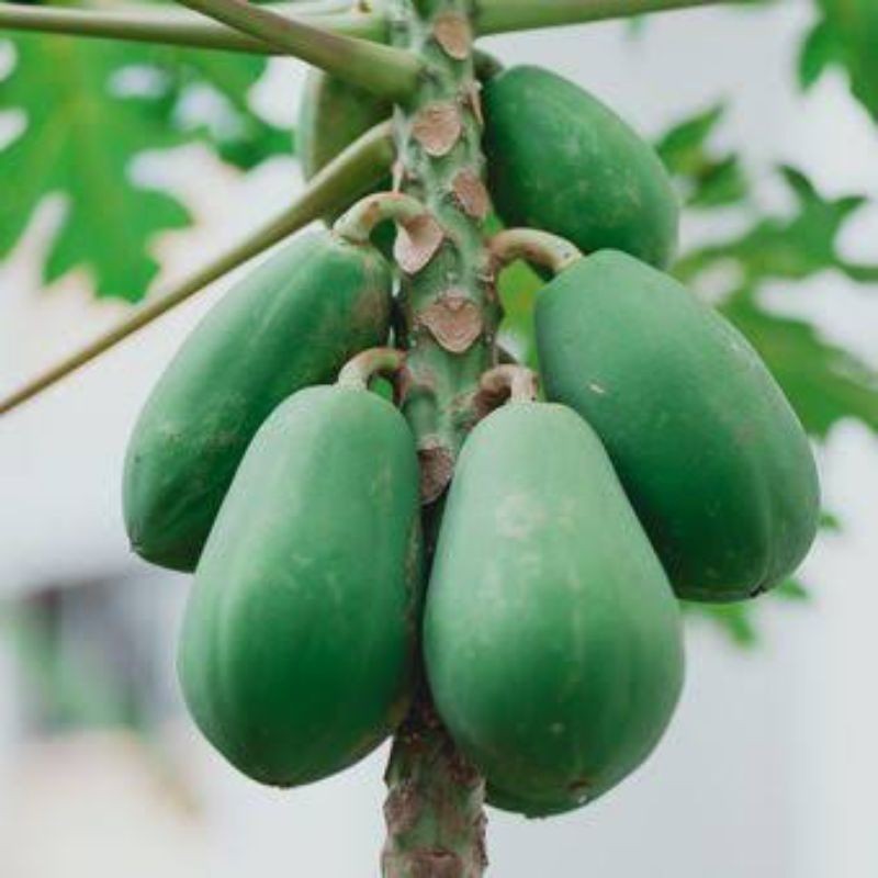 

BMB+ Pepaya Muda / Pepaya Muda California / Pepaya Muda Lokal