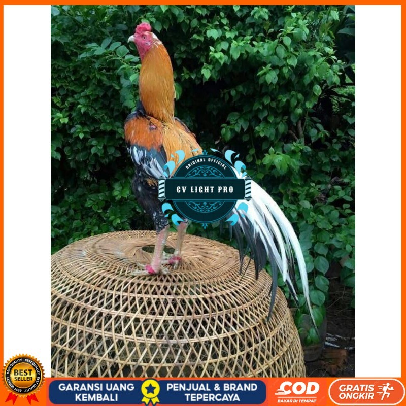 

TELUR BANGKOK EKOR LIDI FRESH (JAMIN FERTIL) CV LIGHT PRO