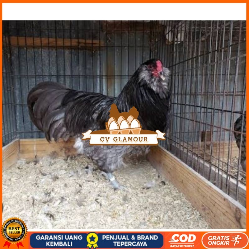 

TELUR AYAM HIAS AMERAUCANA UNTUK DI TETASKAN CV GLAMOUR