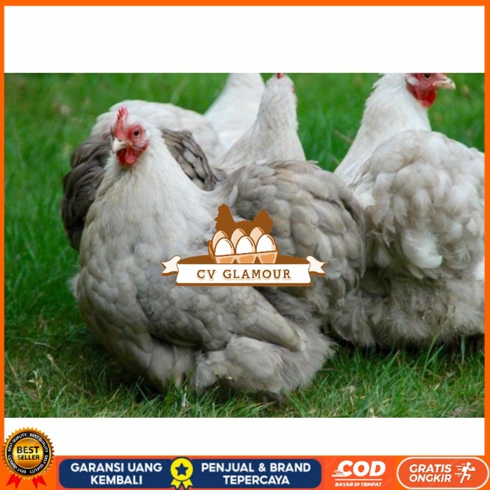

Telur ayam hias bantam chocin fertil siap ditetaskan - bantam chocin CV GLAMOUR