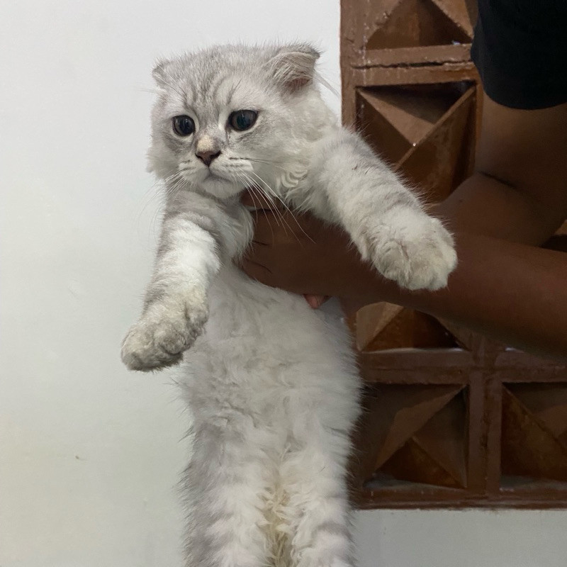 kucing scottish fold silver shaded kitten