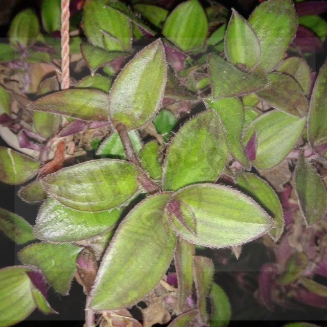 

Daun Kuping Kera Segar - Tanaman Gantung Alami