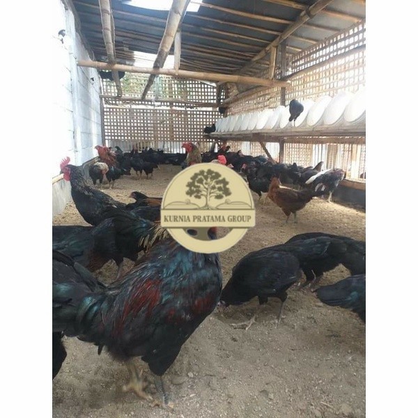 

Telur ayam KUB petelur handal siap ditetaskan - telur ayam kub KURNIA PRATAMA GROUP