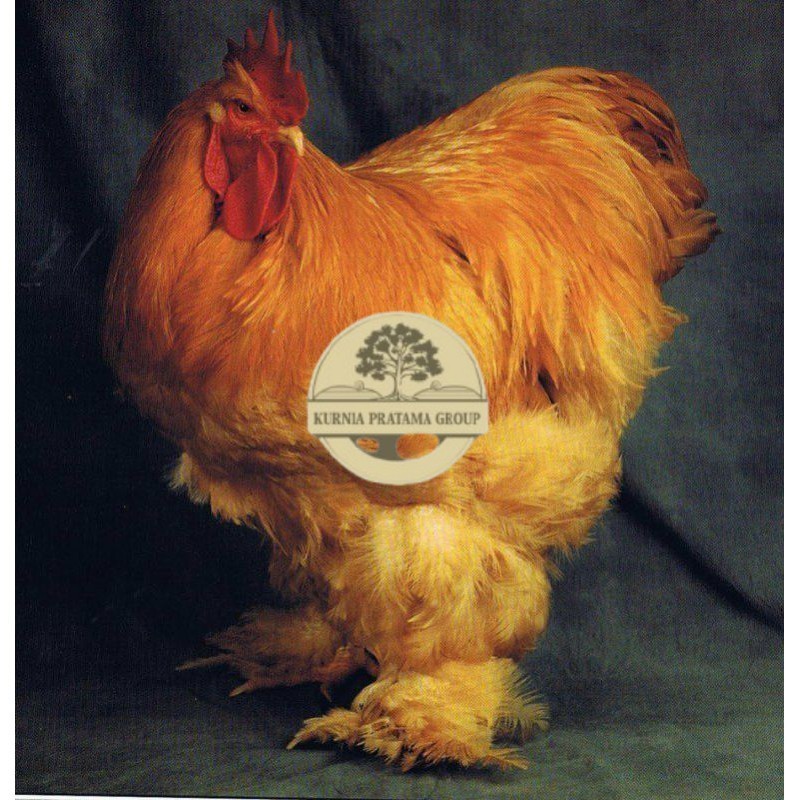 

TELUR AYAM HIAS BRAHMA GC isa untuk di tetaskan KURNIA PRATAMA GROUP