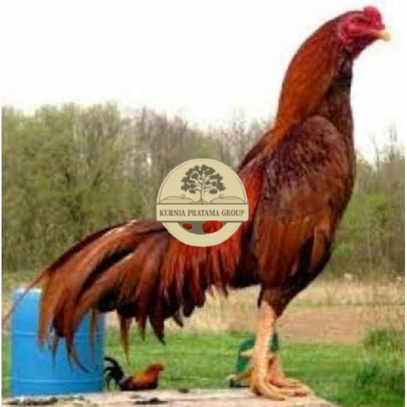 

TELUR AYAM KING PLUCKER SUPER SPEED UNTUK DI TETASKAN KURNIA PRATAMA GROUP