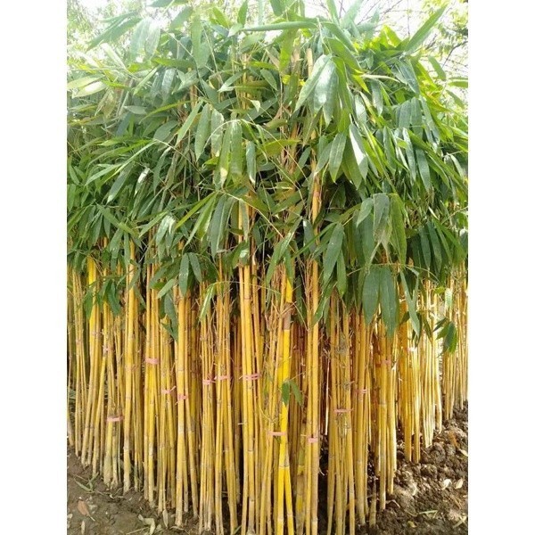 

Ready stok Tanaman Bambu Kuning / Bambu kuning cina (isi 3-4)