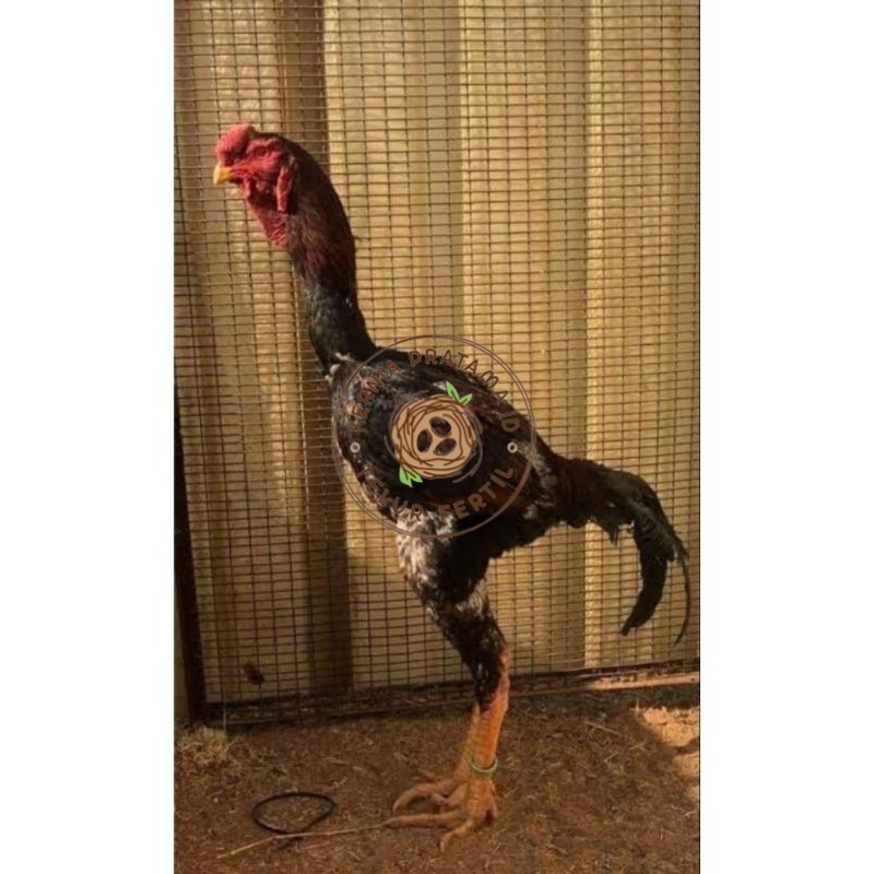 

TELUR AYAM MALAY UNTUK DI TETASKAN KURNIA PRATAMA ID