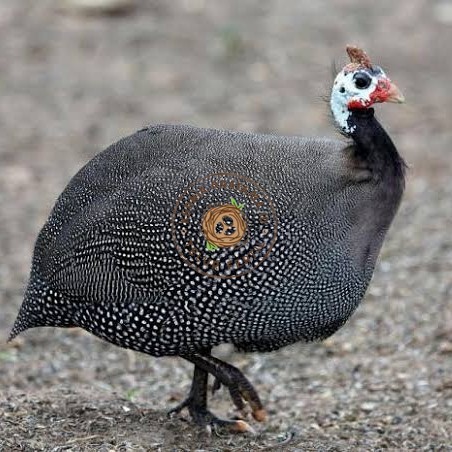 

Telur ayam mutiara / telur ayam hias / telur fertil siap kirim KURNIA PRATAMA ID