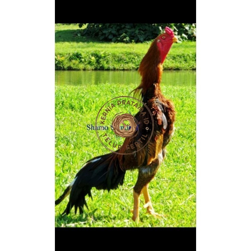 

TELUR AYAM SHAMO UNTUK DI TETASKAN KURNIA PRATAMA ID