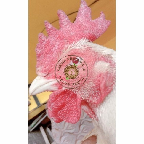 

Telur ayam hias bangkok albino mata merah fertil asli siap ditetaskan - ayam albino KURNIA PRATAMA ID