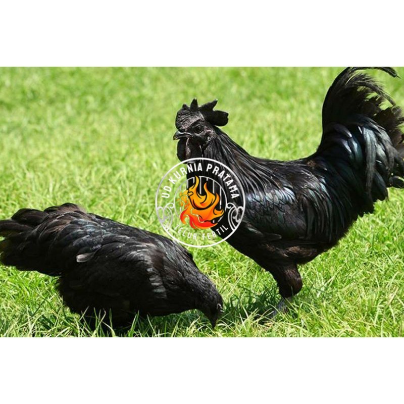 

TELUR AYAM HIAS CEMANI untuk di tetaskan UD KURNIA PRATAMA