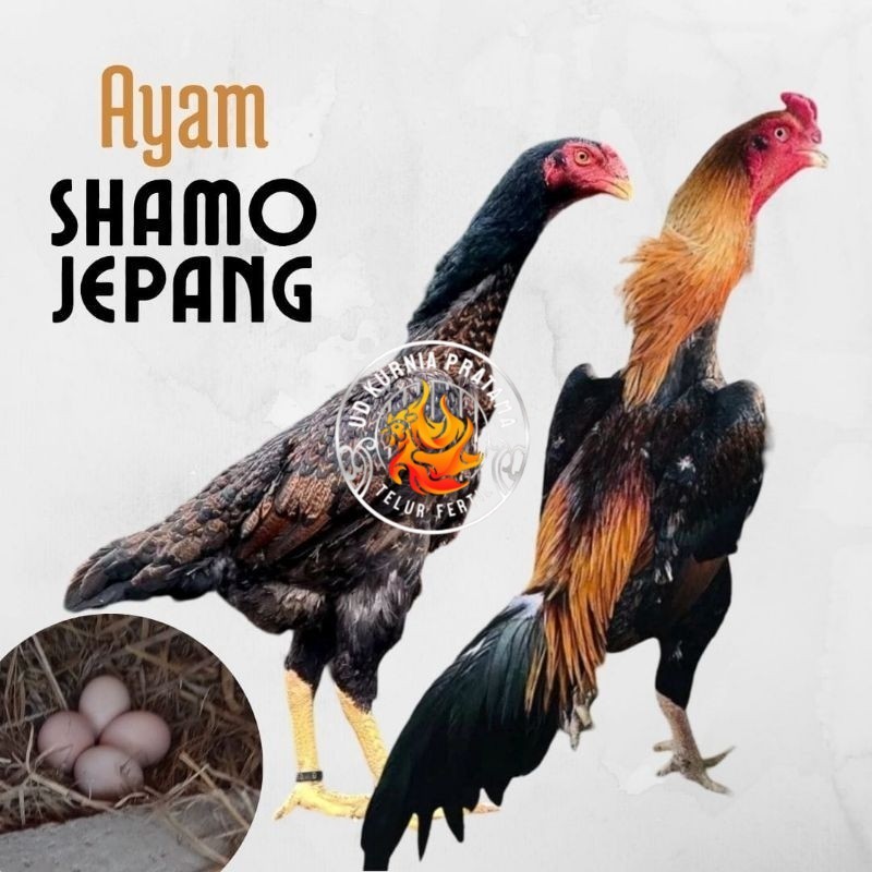 

telur ayam shamo jepang ori petarung bisa untuk di tetaskan UD KURNIA PRATAMA