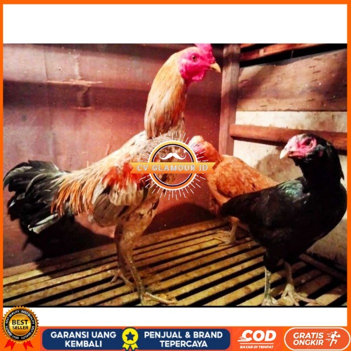 

ayam bulbi tampar tampar telur fertill original berkualitas CV GLAMOUR ID