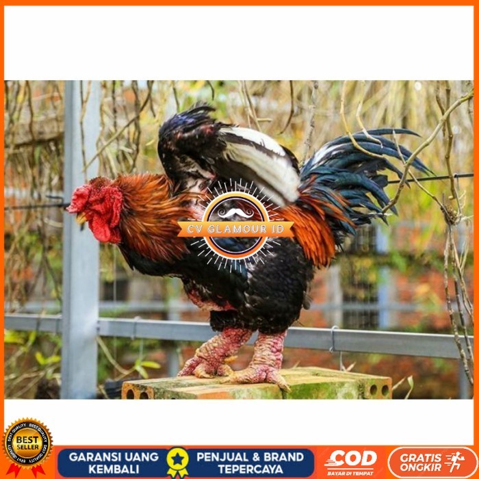 

Telur ayam hias dong tao fertil asli siap ditetaskan - ayam dong tao CV GLAMOUR ID