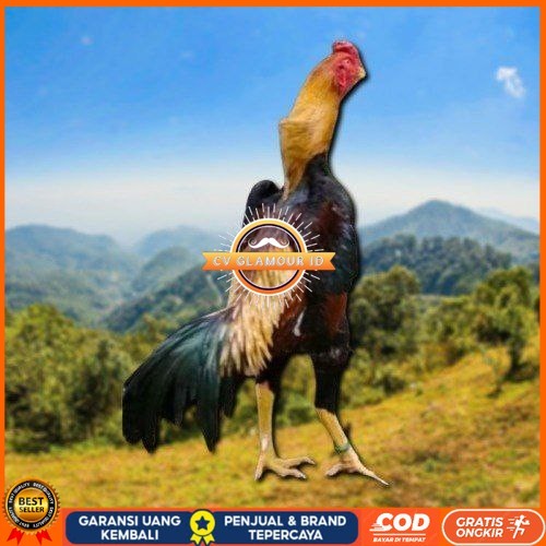 

telur tetas ayam shamo asli ori CV GLAMOUR ID