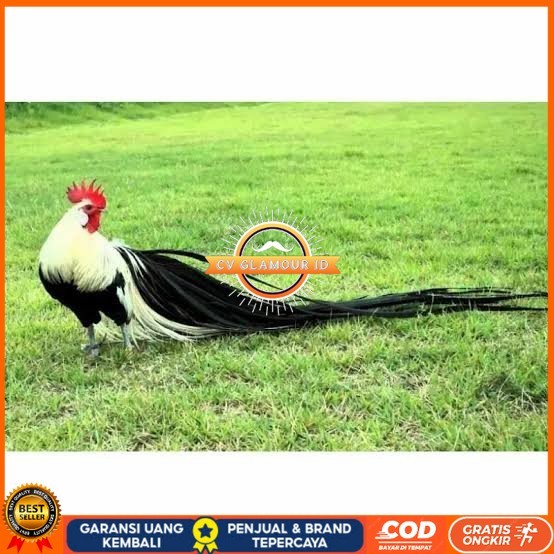 

Telur ayam hias onagadori ekor panjang siap ditetaskan CV GLAMOUR ID