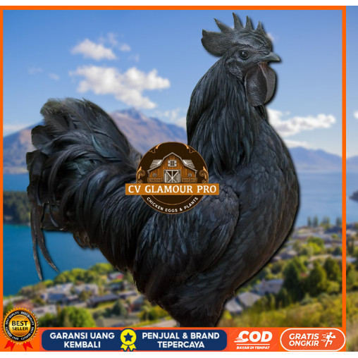 

telur ayam cemani lidah hitam ( asli ) bisa untuk di tetaskan jumbo CV GLAMOUR PRO