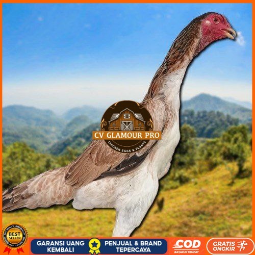 

telur ayam Shamo Japan Balck Tiger terlaris CV GLAMOUR PRO