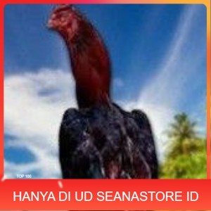 

telur ayam pelucker bangkok untuk di tetaskan UD SEANASTORE ID