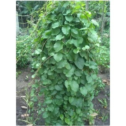 

AZ Herbal Daun Binahong Hijau Segar 100 Lembar