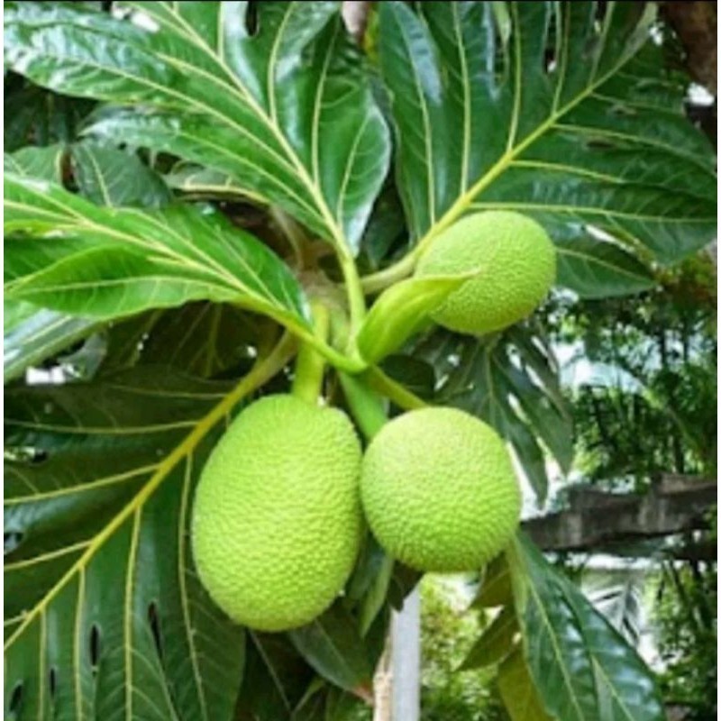 

[promo] bibit buah sukun asli original berkualitas terlaris terlaris