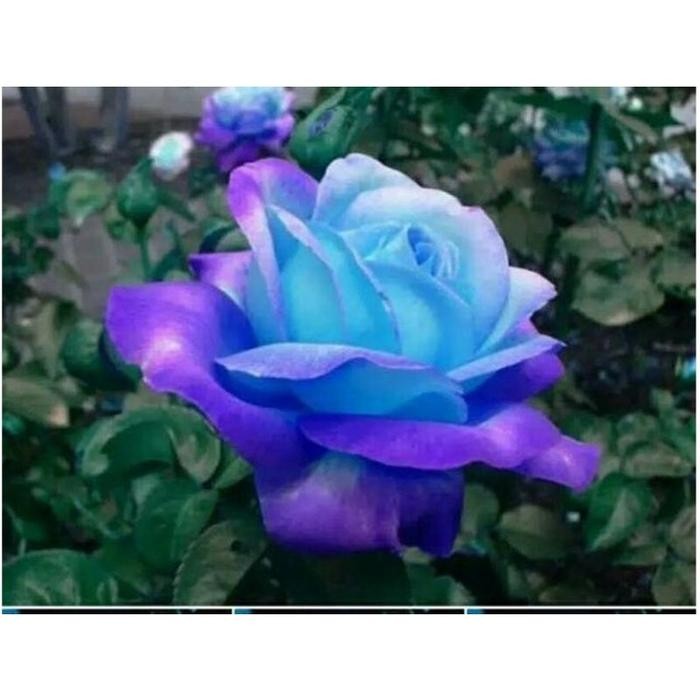 Tanaman hias Mawar Langka Warna Biru Pink Impor Tanaman Mawar  - Tanaman Hias Hidup - Bunga Mawar - 