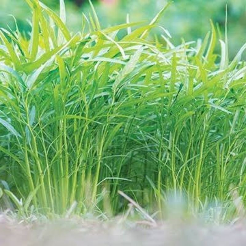 

READY!! BIBIT KANGKUNG SERABUT ️ 300 BENIH ️