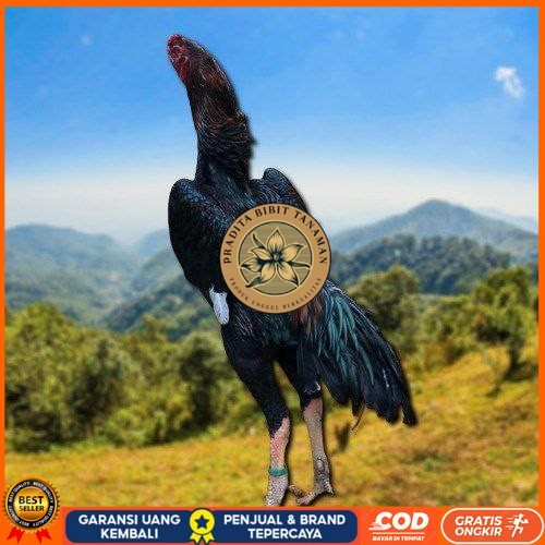 

OSHAMO EROPA FERTIL FRESH PRADITA BIBIT TANAMAN