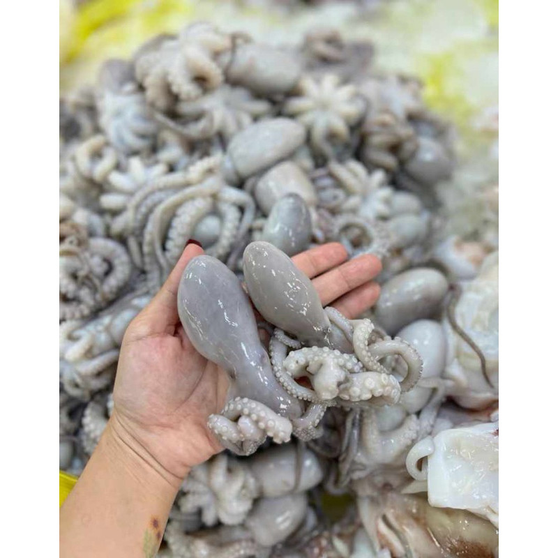 

Baby gurita / gurita /octopus (Palembang)