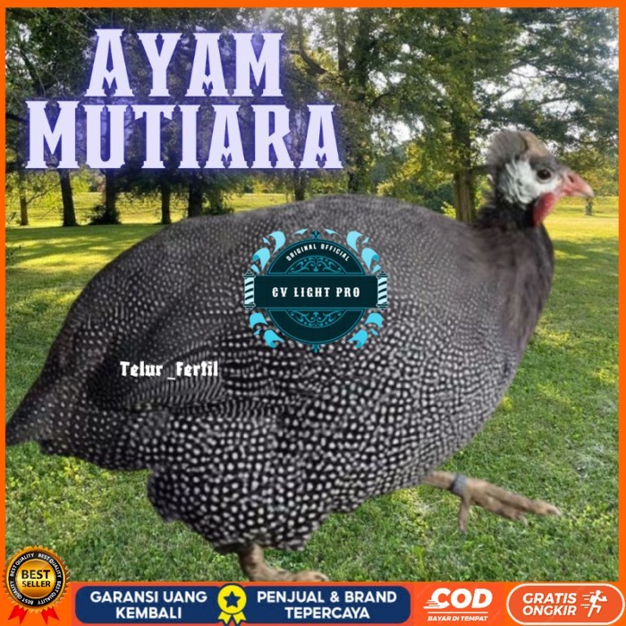

telur ayam mutiara untuk tetaskan original berkualitas CV LIGHT PRO