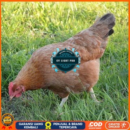 

Telur ayam elba / telur ayam hias / telur ayam fertil siap cod CV LIGHT PRO