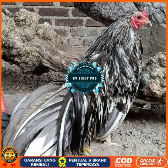 

Telur ayam black sumatera / telur ayam hias / telur fertil siap cod CV LIGHT PRO